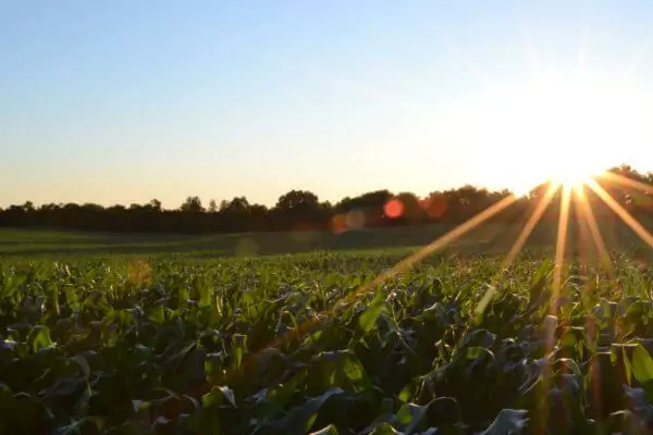 bright sun over field